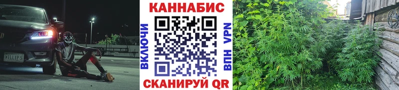 Канабис сатива Краснозаводск
